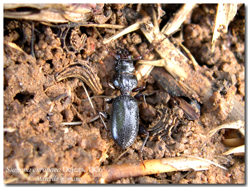 Carabide mirmecofago: Siagona europaea